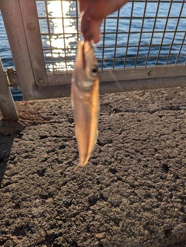 シロギスの釣果