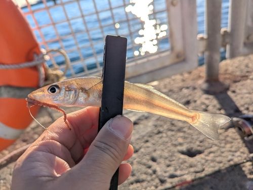 シロギスの釣果