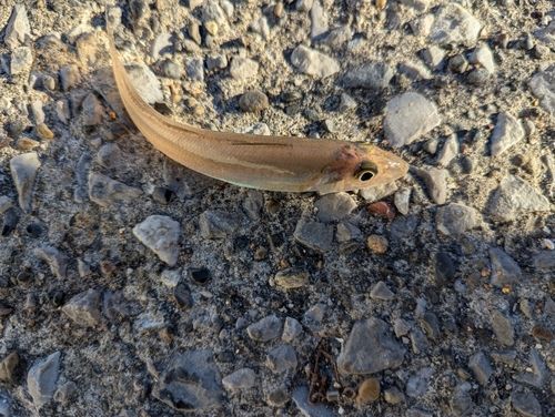 本牧海づり施設