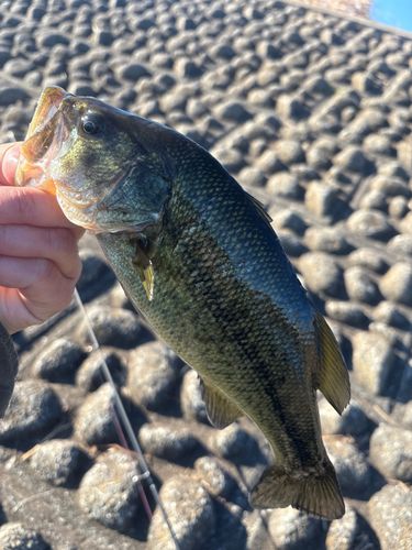 ラージマウスバスの釣果
