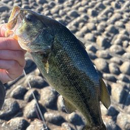 ラージマウスバス