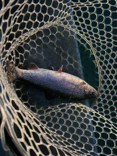 トラウトの釣果