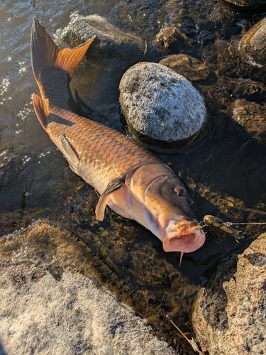 コイの釣果