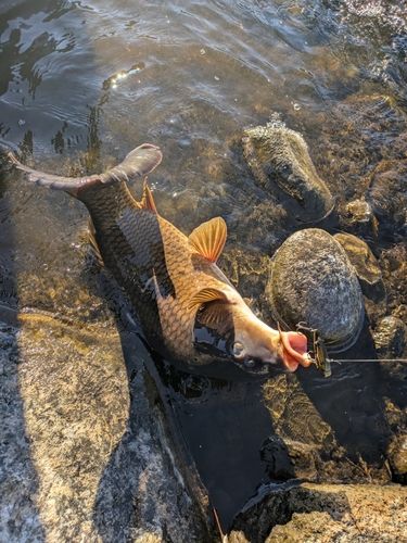コイの釣果