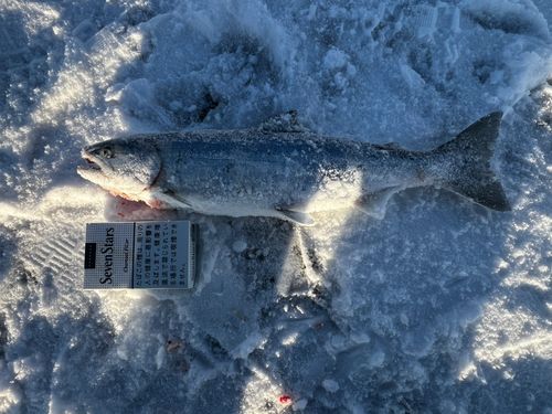 サクラマスの釣果