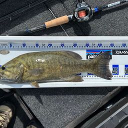 スモールマウスバス