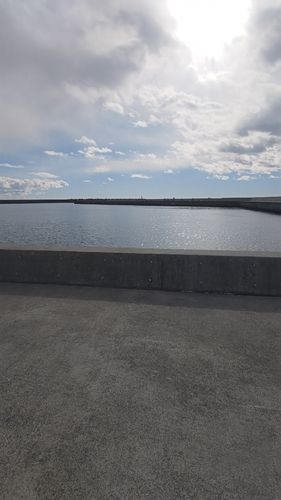 クサフグの釣果