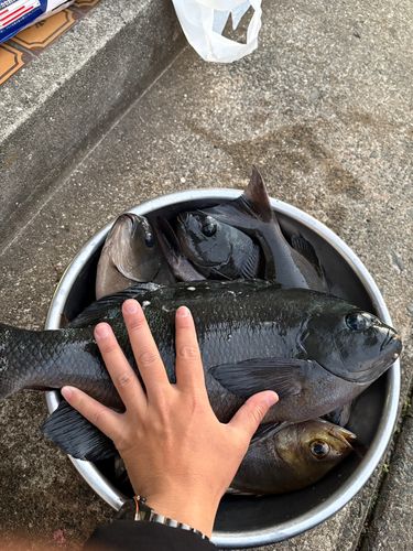 グレの釣果
