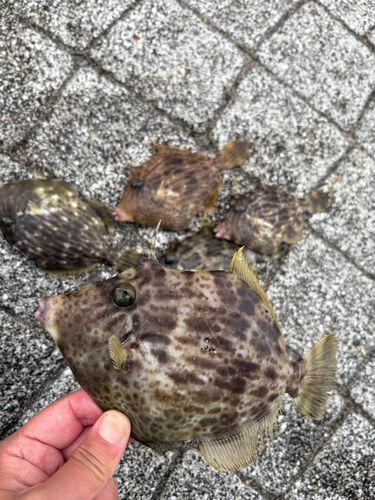 カワハギの釣果