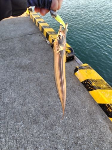 タチウオの釣果