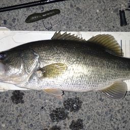 ラージマウスバス