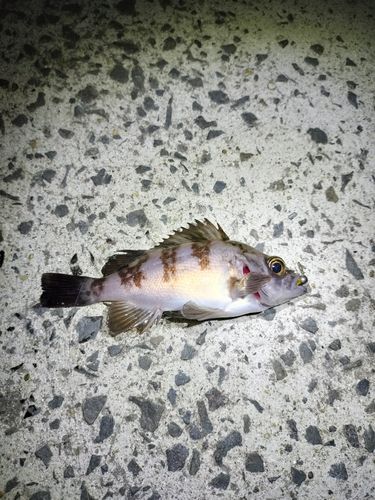 メバルの釣果