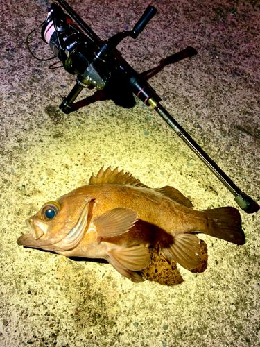 シロメバルの釣果