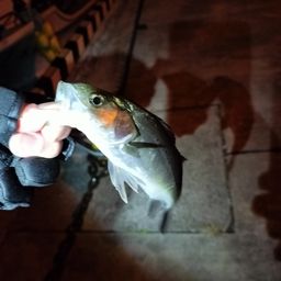 セイゴ（ヒラスズキ）