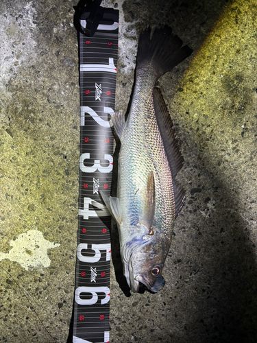 周防大島（屋代島）