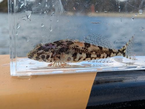 アサヒアナハゼの釣果