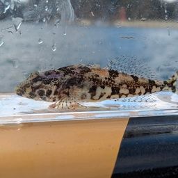 アサヒアナハゼ