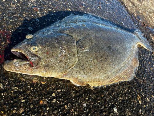 ヒラメの釣果