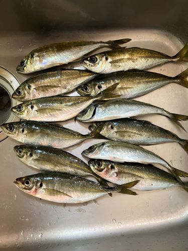 アジの釣果