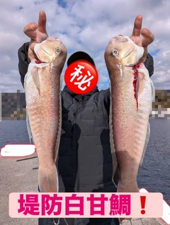 シロアマダイの釣果