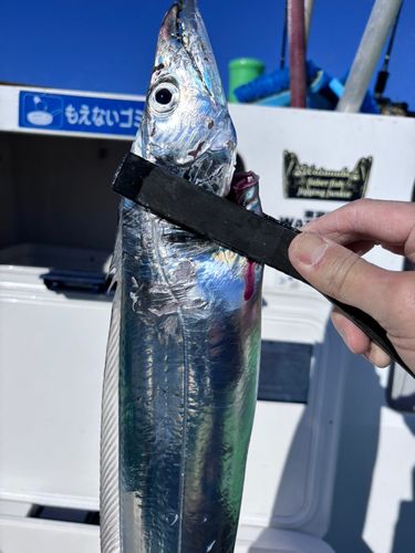 タチウオの釣果