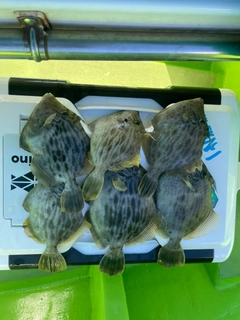 カワハギの釣果