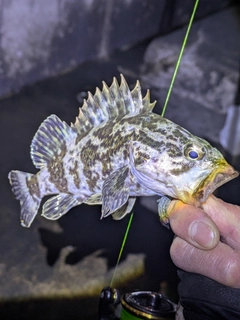 タケノコメバルの釣果