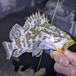 タケノコメバル