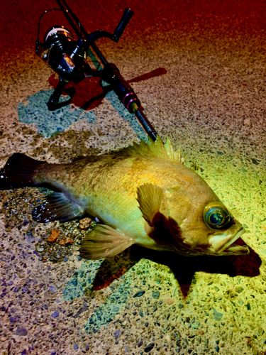 三陸海岸（岩手）