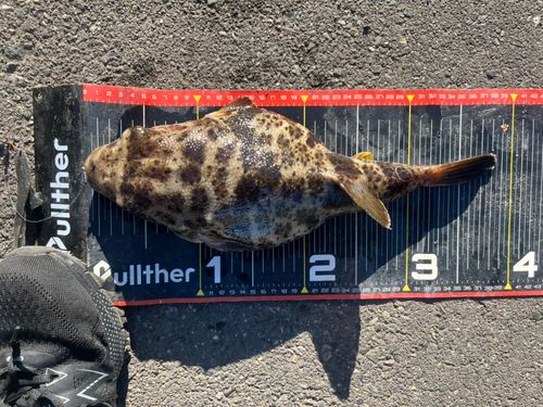 東京湾（アクアライン〜富津）