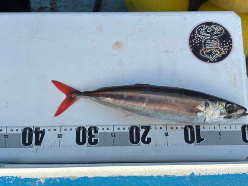 ムロアジの釣果