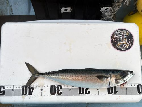 ゴマサバの釣果