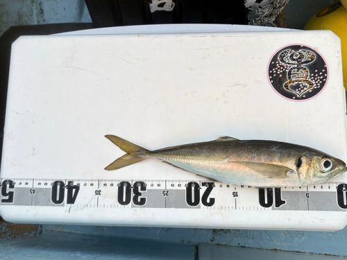 マアジの釣果