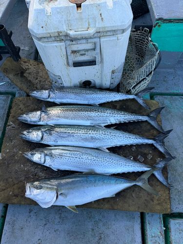 サワラの釣果
