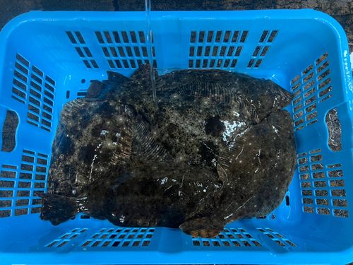 ヒラメの釣果