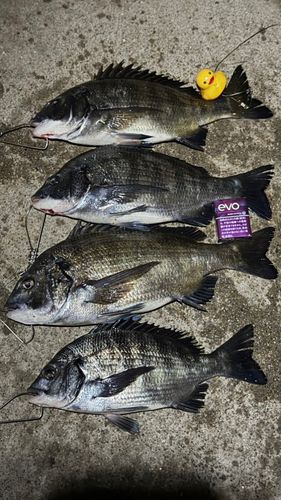 クロダイの釣果