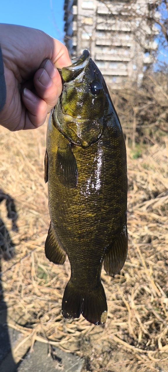 スモールマウスバス