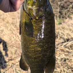 スモールマウスバス