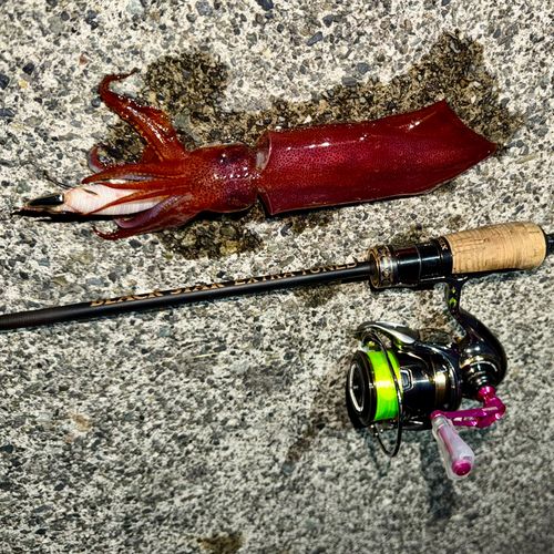 ジンドウイカの釣果