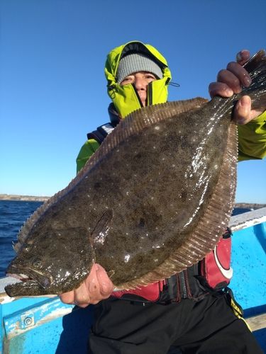 ヒラメの釣果