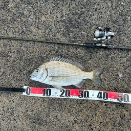 ミナミクロダイ