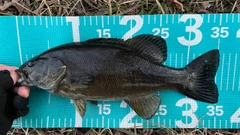 スモールマウスバスの釣果