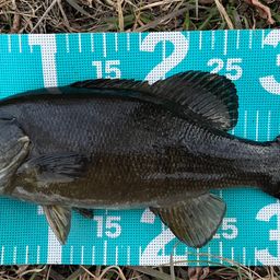 スモールマウスバス