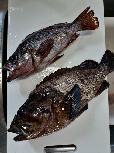 ムラソイの釣果