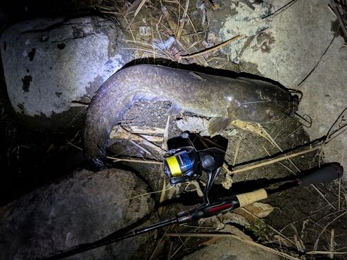 ニホンナマズの釣果