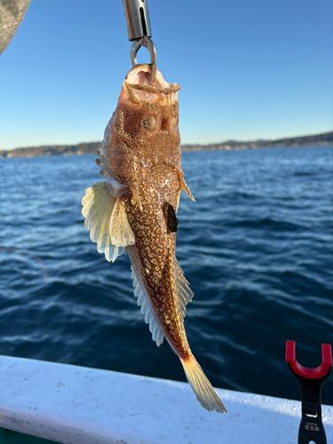 ミシマオコゼの釣果
