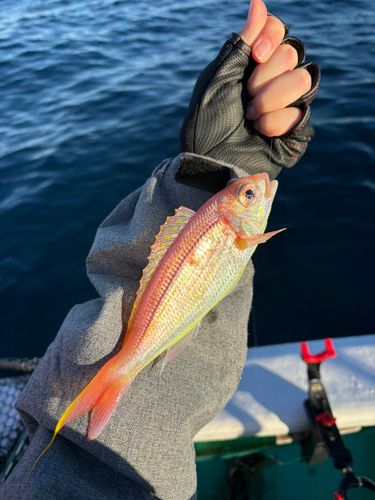 イトヨリダイの釣果