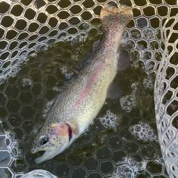 レインボートラウト