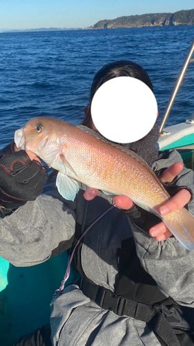 シロアマダイの釣果