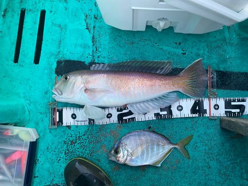 シロアマダイの釣果